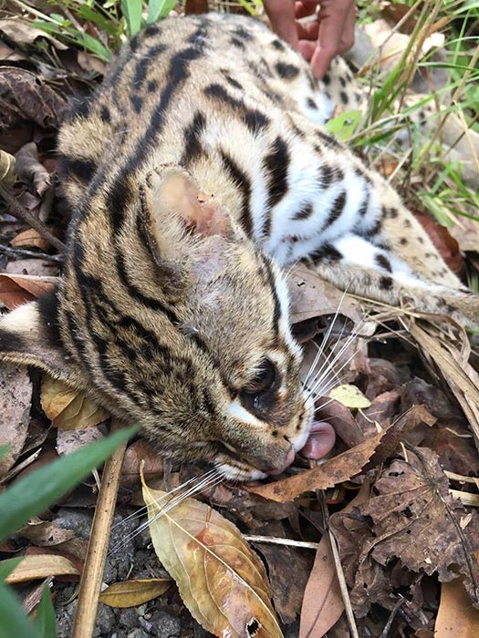 รถชนแมวดาว รถชนแมวดาว