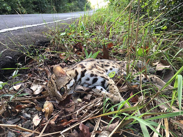 รถชนแมวดาว รถชนแมวดาว