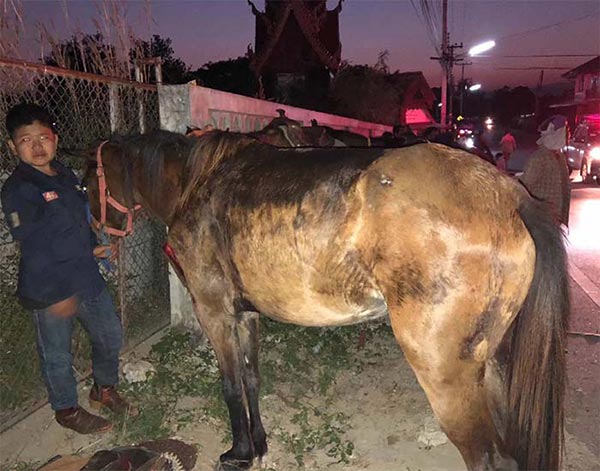 ตกม้า ตกม้า