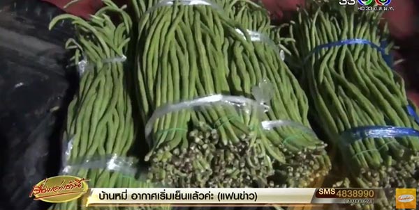 ใบกะเพรา ใบกะเพรา