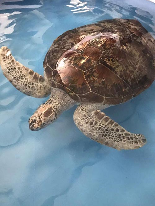 เต่าออมสิน เต่าออมสิน