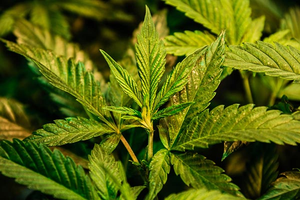 กัญชาถูกกฎหมาย กัญชาถูกกฎหมาย