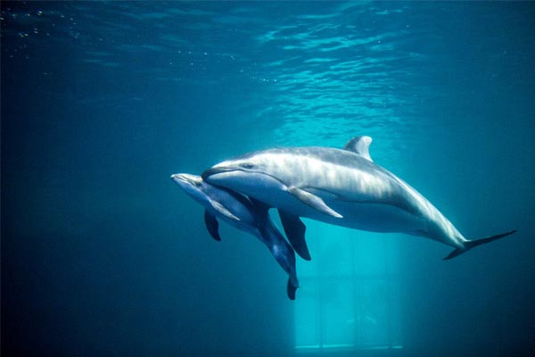 โลมาคลอดลูก โลมาคลอดลูก