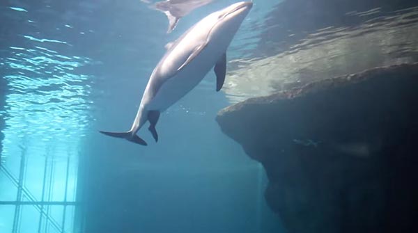 โลมาคลอดลูก โลมาคลอดลูก