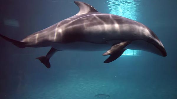 โลมาคลอดลูก โลมาคลอดลูก