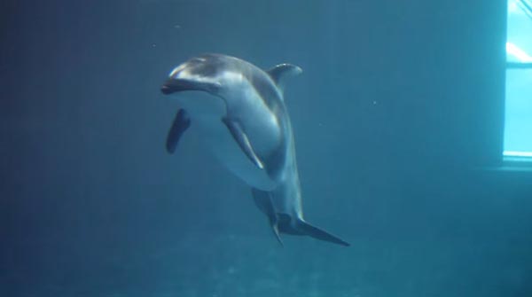 โลมาคลอดลูก โลมาคลอดลูก