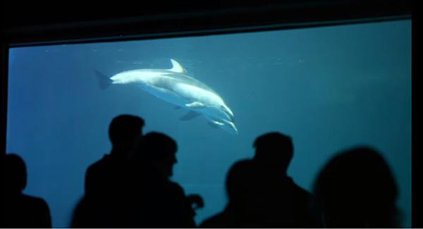 โลมาคลอดลูก โลมาคลอดลูก