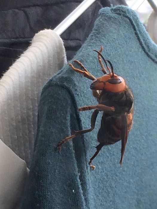 ต่อยักษ์ ต่อยักษ์