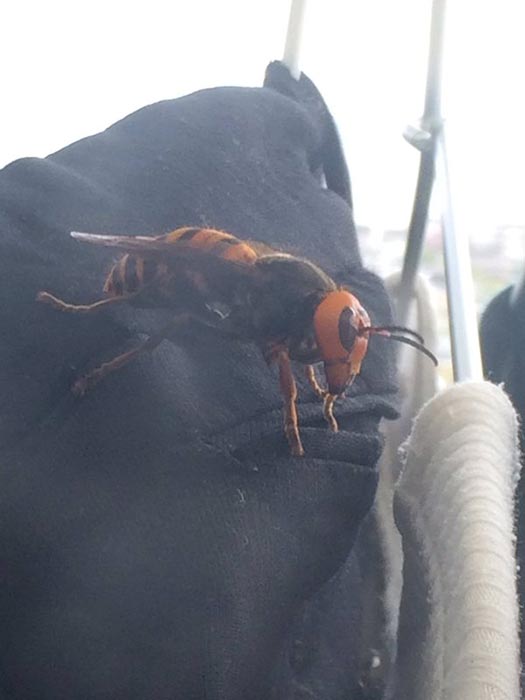 ต่อยักษ์ ต่อยักษ์