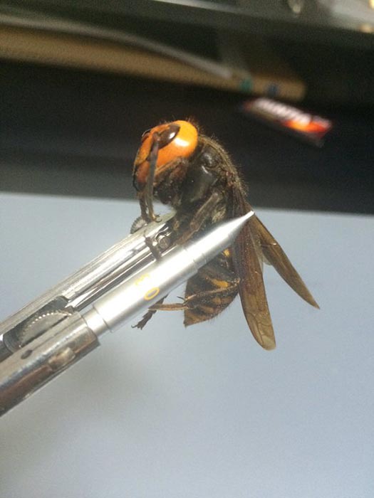 ต่อยักษ์ ต่อยักษ์