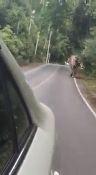 ตะโกนแกล้งช้าง ตะโกนแกล้งช้าง