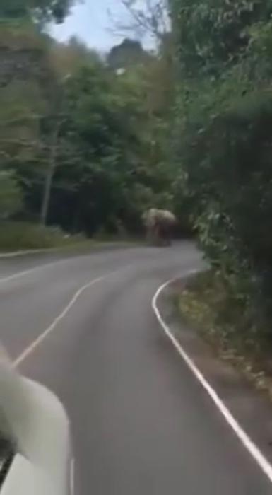 ตะโกนแกล้งช้าง ตะโกนแกล้งช้าง