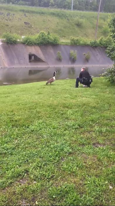 แม่ห่านจิกรถตำรวจ แม่ห่านจิกรถตำรวจ