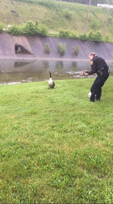 แม่ห่านจิกรถตำรวจ แม่ห่านจิกรถตำรวจ