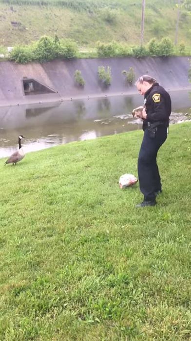 แม่ห่านจิกรถตำรวจ แม่ห่านจิกรถตำรวจ