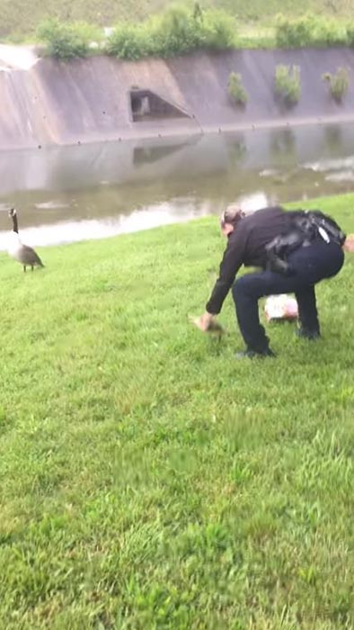 แม่ห่านจิกรถตำรวจ แม่ห่านจิกรถตำรวจ