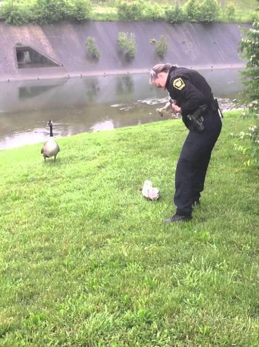 แม่ห่านจิกรถตำรวจ แม่ห่านจิกรถตำรวจ