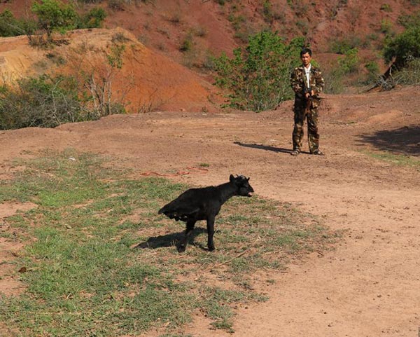 ลูกแพะพิการ ลูกแพะพิการ