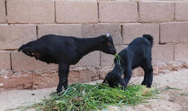ลูกแพะพิการ ลูกแพะพิการ