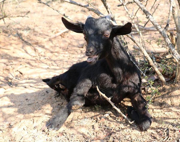 ลูกแพะพิการ ลูกแพะพิการ