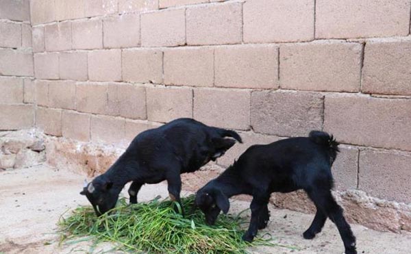 ลูกแพะพิการ ลูกแพะพิการ
