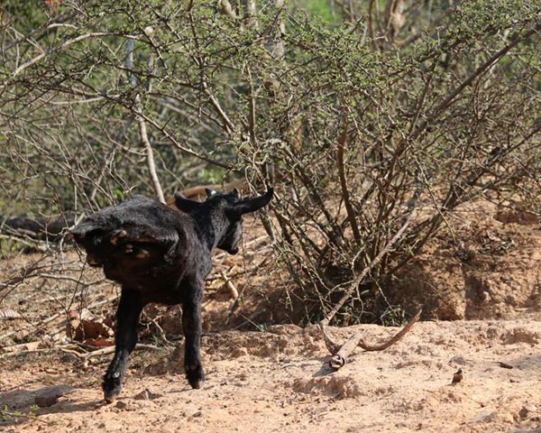 ลูกแพะพิการ ลูกแพะพิการ