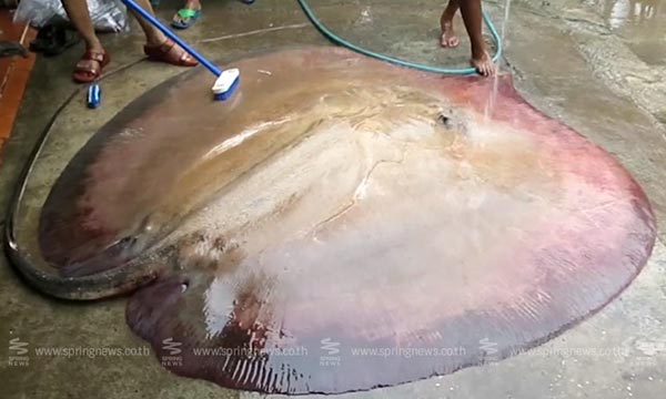 ปลากระเบนยักษ์ ปลากระเบนยักษ์