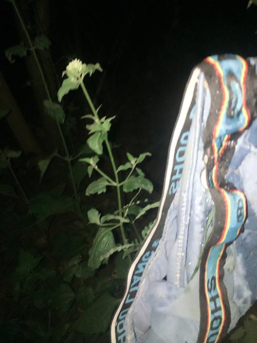 ป่ากางเกงใน ป่ากางเกงใน