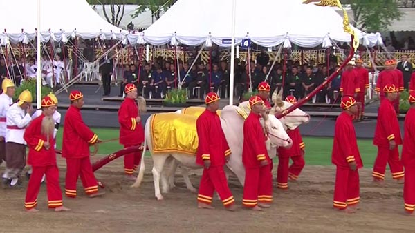 วันพืชมงคล 2560 วันพืชมงคล 2560