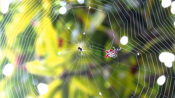 ใยแมงมุม ใยแมงมุม