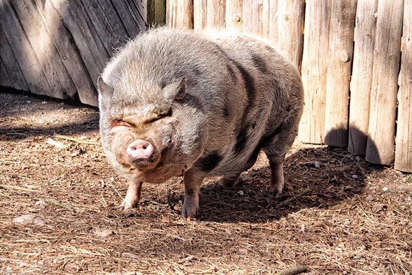 หมูกัดคน หมูกัดคน