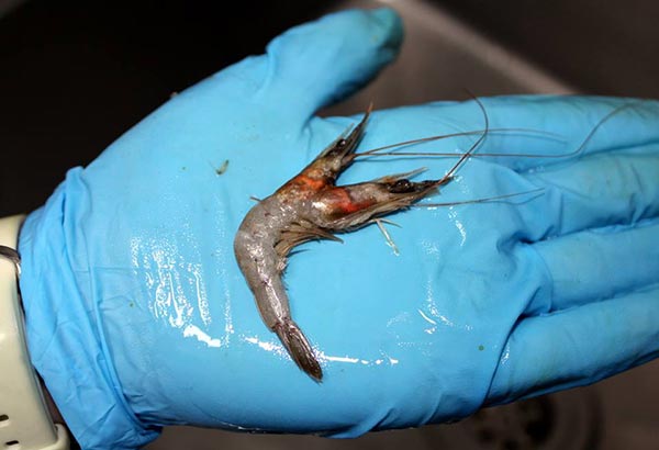 กุ้ง 2 หัว กุ้ง 2 หัว