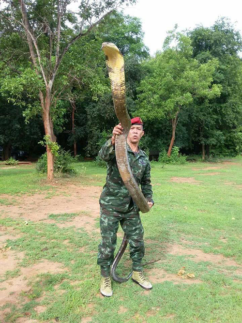 ทหารจับงู ทหารจับงู