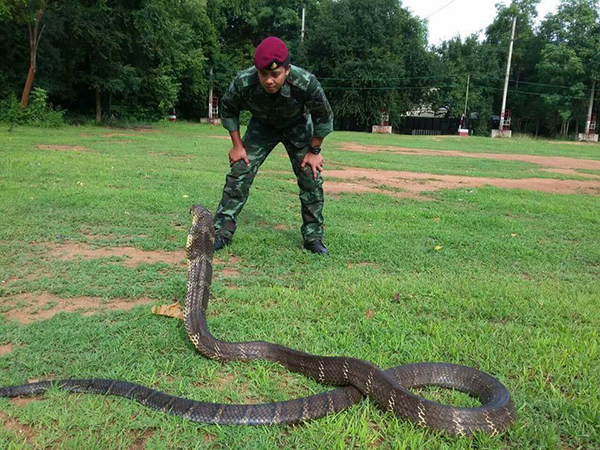 ทหารจับงู ทหารจับงู