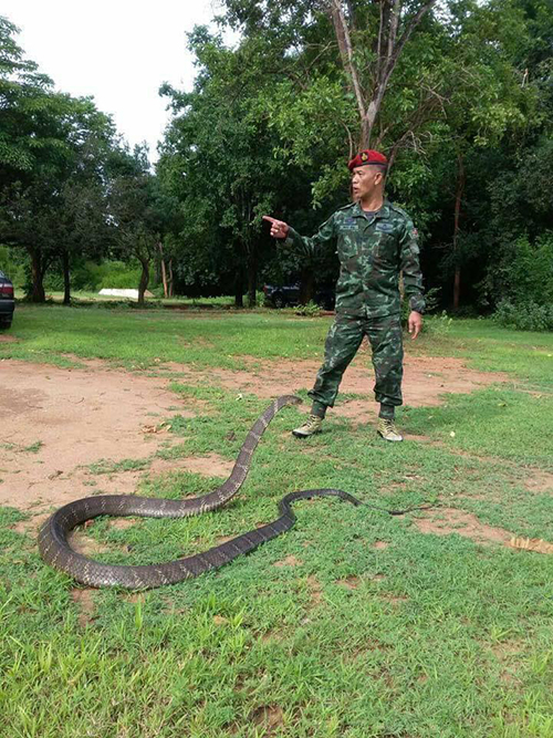 ทหารจับงู ทหารจับงู