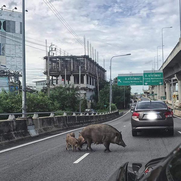 หมูป่าบนทางด่วน หมูป่าบนทางด่วน