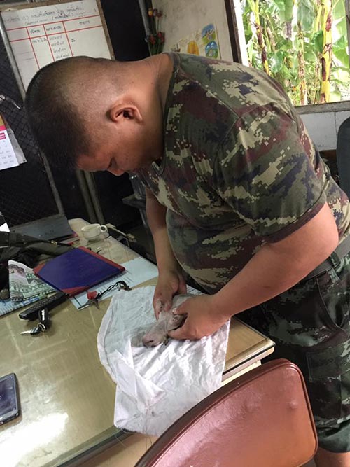 ช่วยหมาจมน้ำ ช่วยหมาจมน้ำ