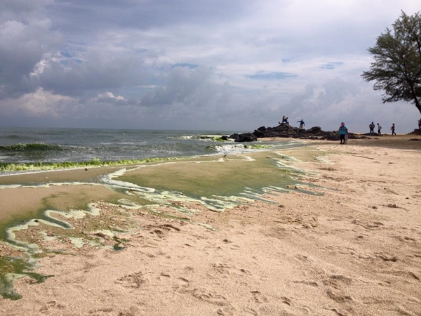 แพลงก์ตอนบลูม แพลงก์ตอนบลูม