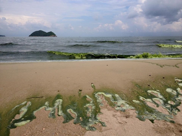 แพลงก์ตอนบลูม แพลงก์ตอนบลูม