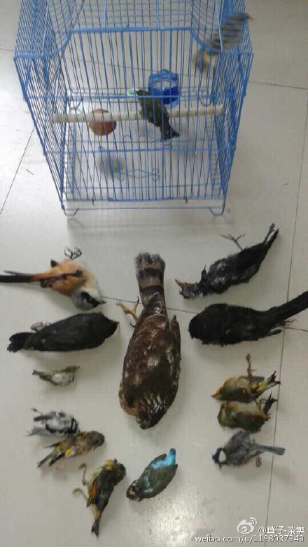 จับนกใกล้สูญพันธุ์กิน จับนกใกล้สูญพันธุ์กิน