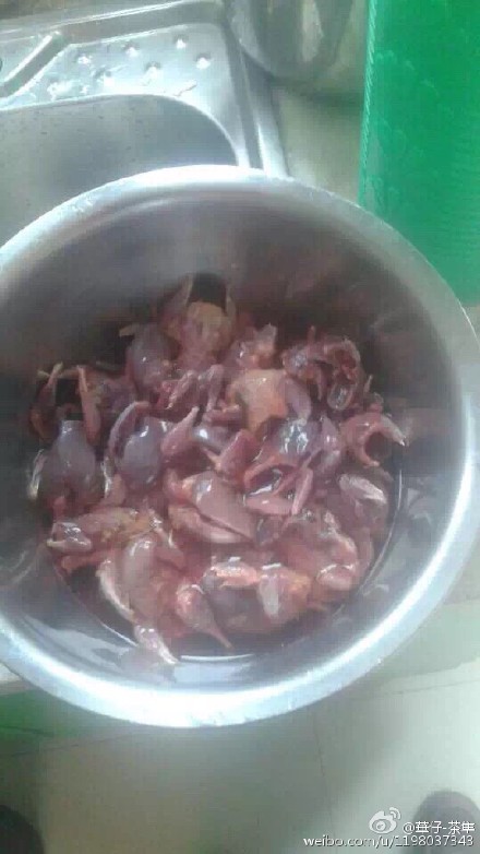 จับนกใกล้สูญพันธุ์กิน จับนกใกล้สูญพันธุ์กิน