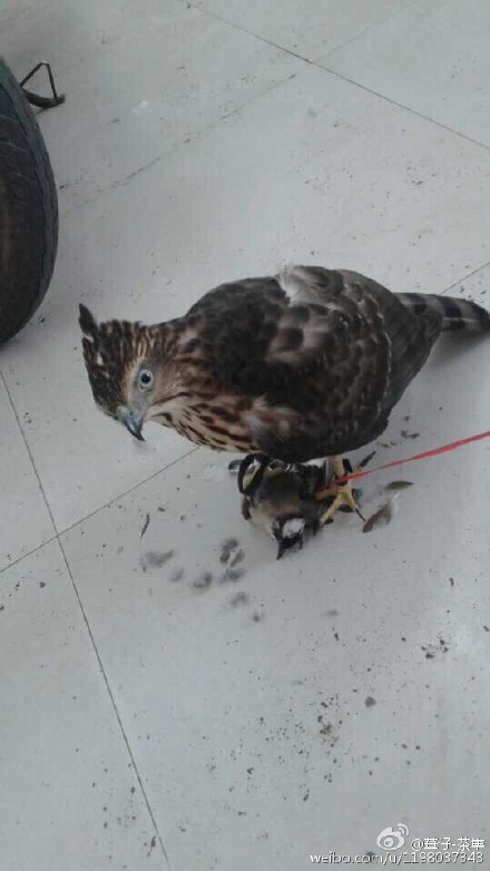 จับนกใกล้สูญพันธุ์กิน จับนกใกล้สูญพันธุ์กิน