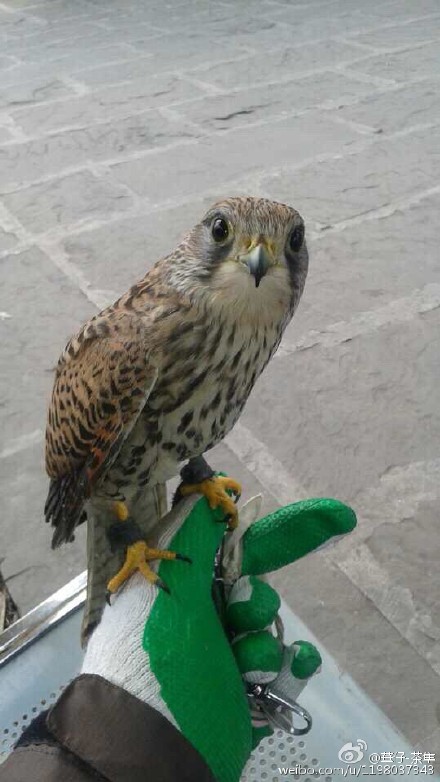 จับนกใกล้สูญพันธุ์กิน จับนกใกล้สูญพันธุ์กิน