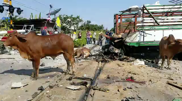 รถไฟสายใต้ชนรถบรรทุกขนวัว รถไฟสายใต้ชนรถบรรทุกขนวัว