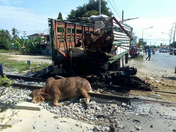 รถไฟสายใต้ชนรถบรรทุกขนวัว รถไฟสายใต้ชนรถบรรทุกขนวัว