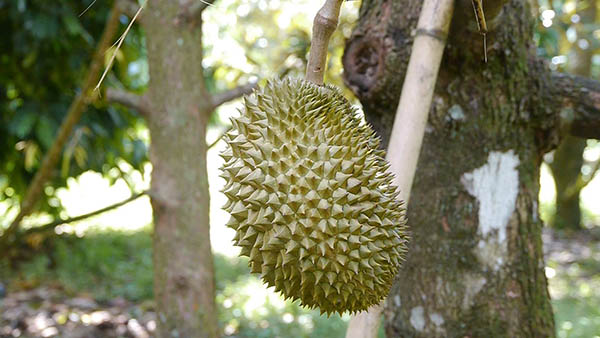 พบทุเรียนพันธุ์หายาก เนื้อสัมผัสเหนียวคล้ายทุเรียนกวน พบทุเรียนพันธุ์หายาก เนื้อสัมผัสเหนียวคล้ายทุเรียนกวน