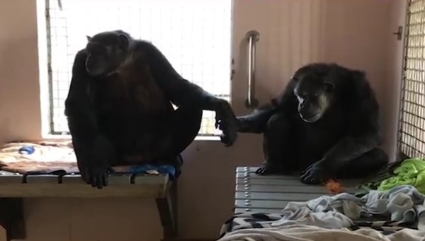 ชิมแปนซี ชิมแปนซี