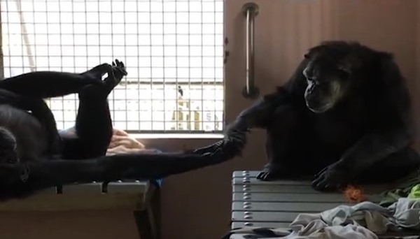 ชิมแปนซี ชิมแปนซี