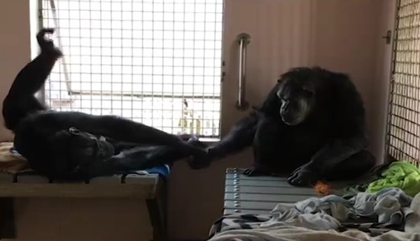 ชิมแปนซี ชิมแปนซี