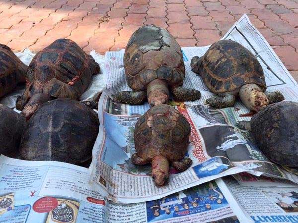 ปล่อยเต่าบกลงน้ำ ปล่อยเต่าบกลงน้ำ